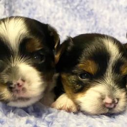 Biewer Terriers and Yorkshire Terriers from [580] Biewers and Yorkies